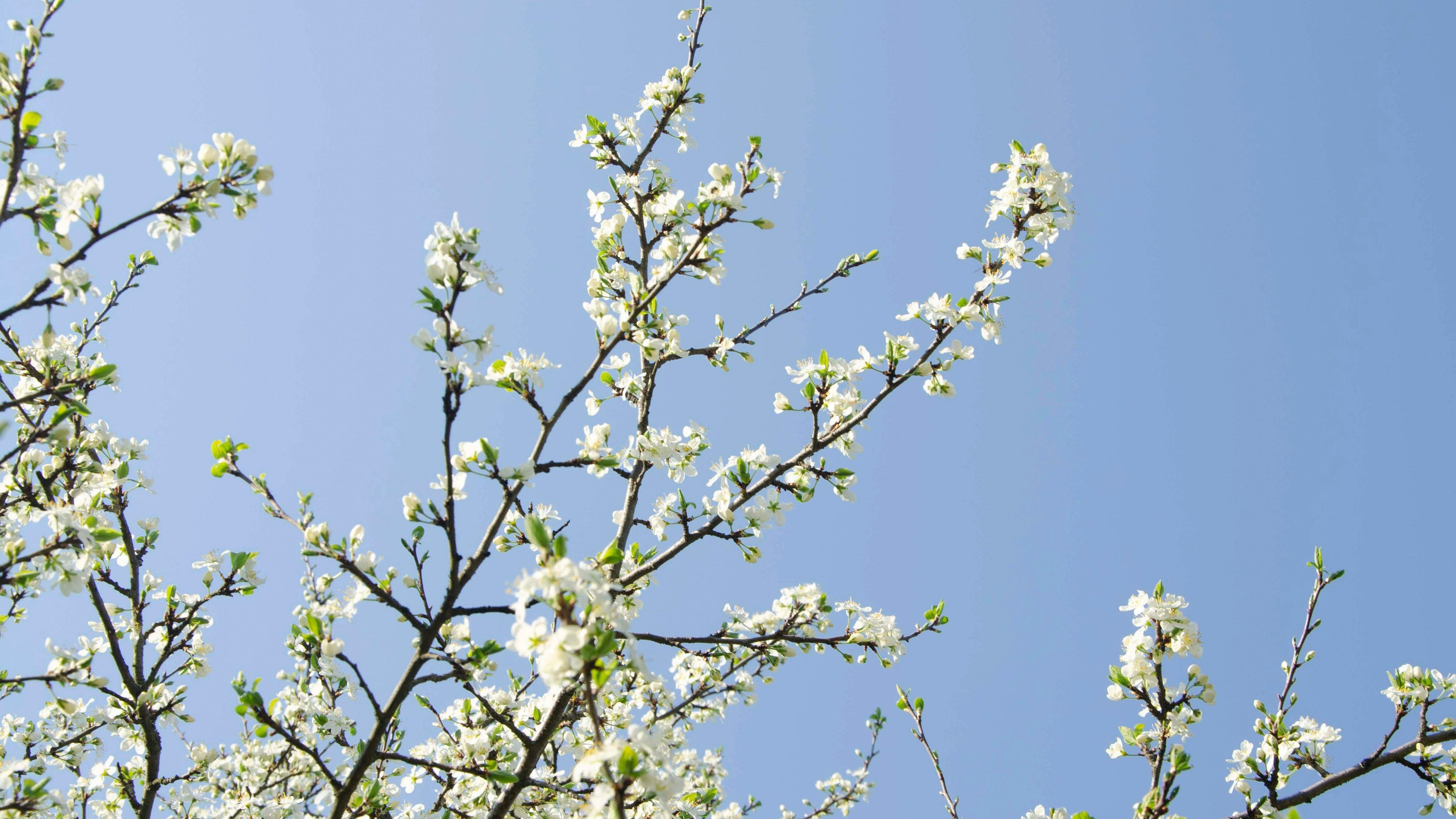 Pourquoi l’arrivée du printemps nous rend-elle plus heureux ?