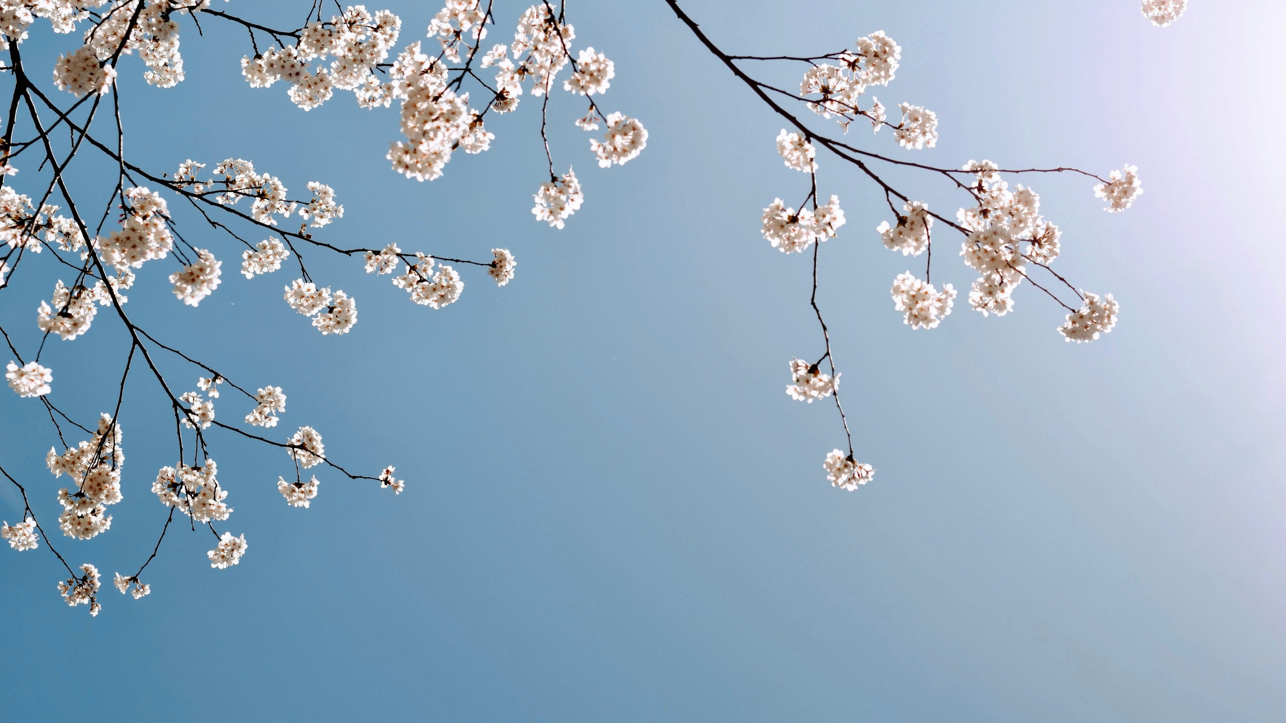 Pourquoi l’arrivée du printemps nous rend-elle plus heureux ?